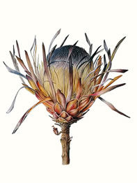 Gillian Barlow, Protea Compacta, 2014, watercolour on vellum, 32 x 32 cm