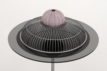 Blue Curry, Untitled (III) - detail, 2012, Table, tinted Perspex, fan cover, sea urchin, 94 cm high x 48 cm diameter