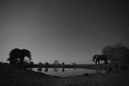 Bull Elephants and Rhino, Hwata Pan, Zimbabwe, 2014, digital print, edition of 10 (6 available), 80 x 120 cm. Finalist category, World Wildlife Photography 2014 Exhibition Natural History Museum.