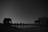 Kim Wolhuter, Bull Elephants and Rhino, Hwata Pan, Zimbabwe, 2014, digital print, edition of 10 (6 available), 80 x 120 cm. Finalist category, World Wildlife Photography 2014 Exhibition Natural History Museum.