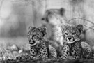 Kim Wolhuter, Cheetah Cubs, 2015, Large: 80 x 120 cm, Small: 40 x 60 cm edition 10