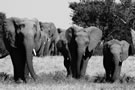 Kim Wolhuter, Elephant Herd, printed on Hahmemühle Photo Rag, edition of 10 in 2 sizes: 80 x 120 cm and 50 x 60 cm