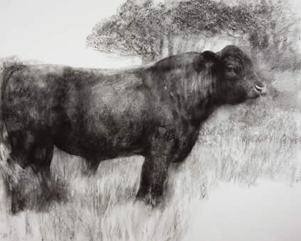Bridget Macdonald, Bull in Flowering Meadow, 2015, charcoal on paper, 127 x 153 cm